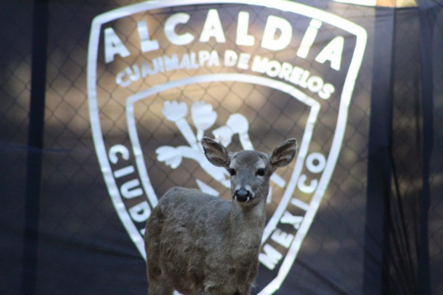 Llegan 14 venados cola blanca a reserva Peteretes en Cuajimalpa