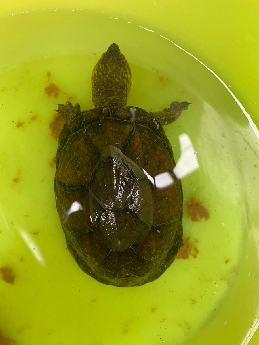 Rescate tortugas Guanajuato