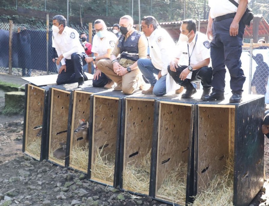Llegan 14 venados cola blanca a reserva Peteretes en Cuajimalpa