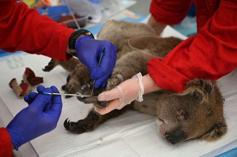 Es creado un hospital improvisado para Koalas en Australia