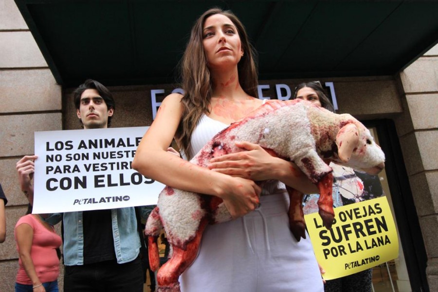 Sofía Sisniega va contra la crueldad animal en el Centro Histórico