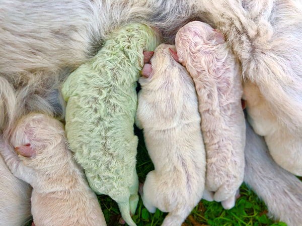 Pistacho, el perrito verde que sorprendió al mundo