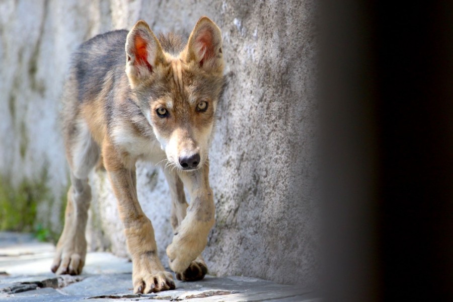 En el EdoMex nacen cachorros de lobo gris mexicano