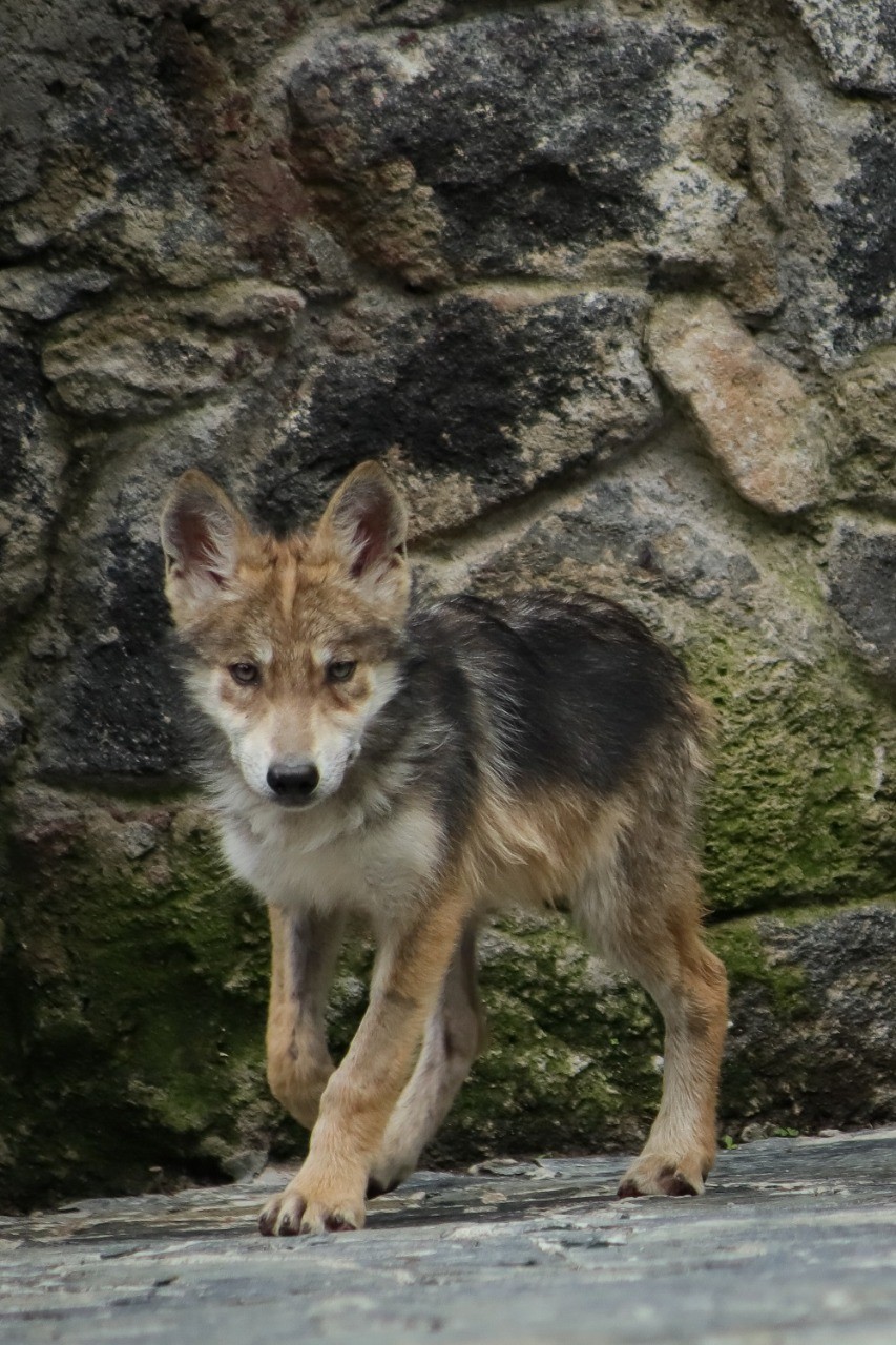 En el EdoMex nacen cachorros de lobo gris mexicano