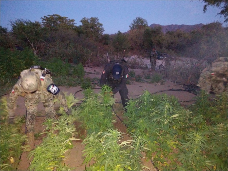 Marina destruye plantío de marihuana en Sinaloa