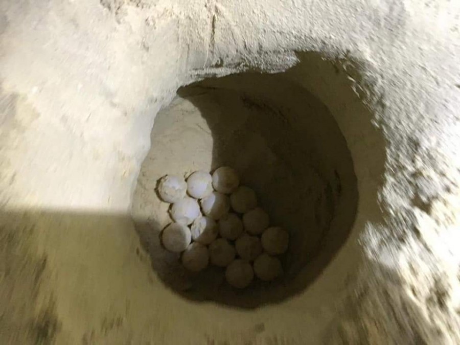 Liberación de Tortugas en Puerto Morelos