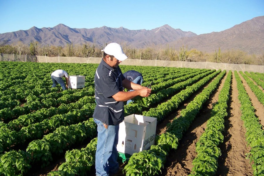 México, potencia productora de alimentos orgánicos