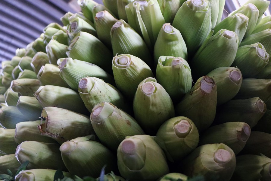 Invitan a la Romería de elote Cacahuazintle en la Ceda