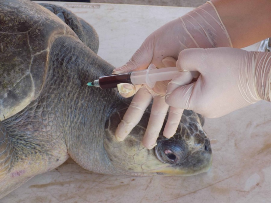 IPN estudia salud de tortugas en peligro de extinción