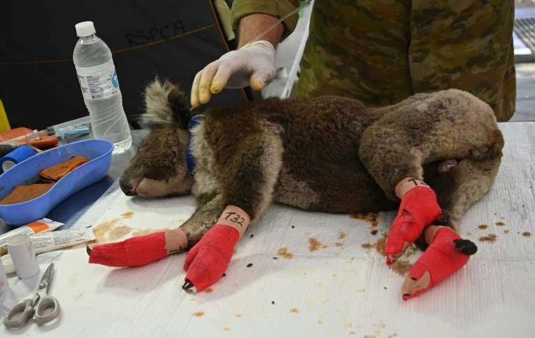 Es creado un hospital improvisado para Koalas en Australia