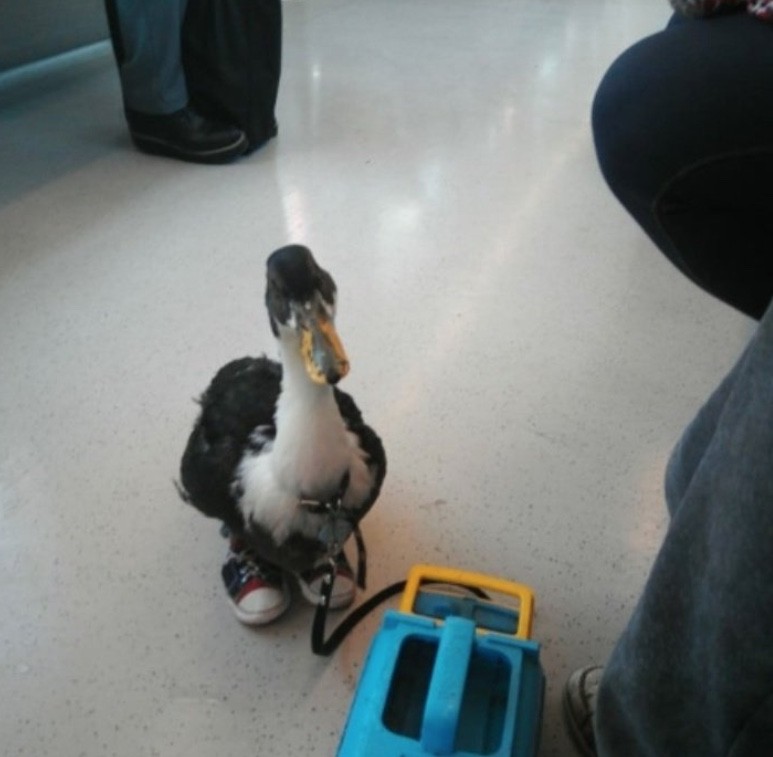 Usuarios captan a pato con zapatos paseando en el Metro