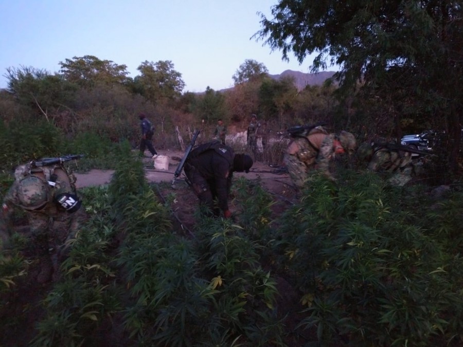 Marina destruye plantío de marihuana en Sinaloa