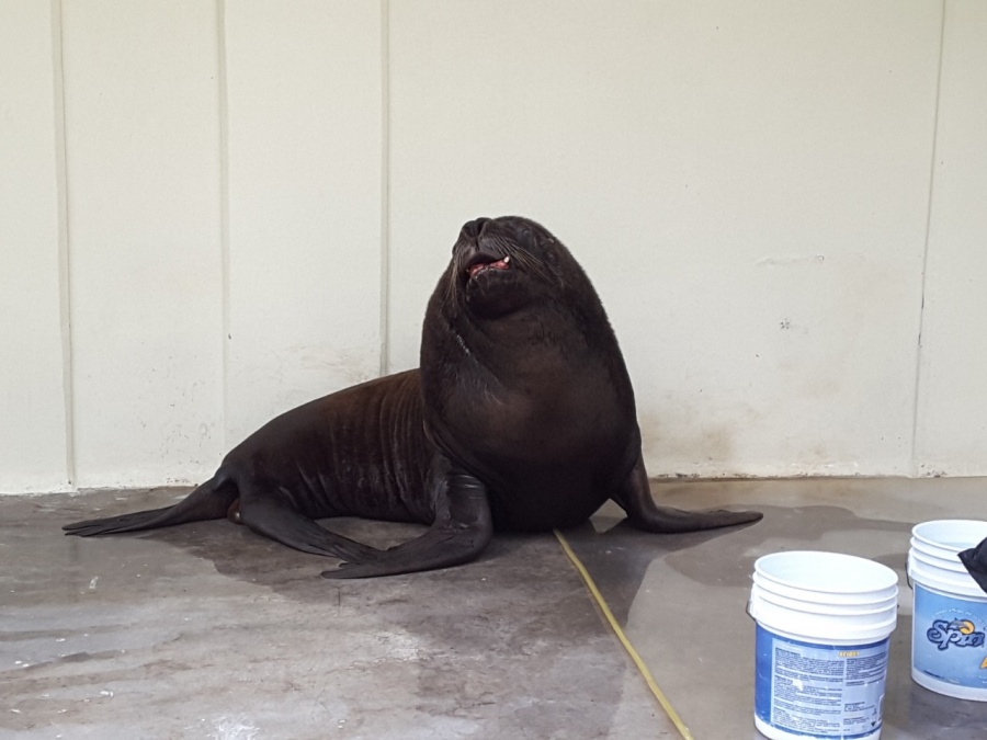 Informa SEDEMA sobre estado de salud de Marte, el lobo marino