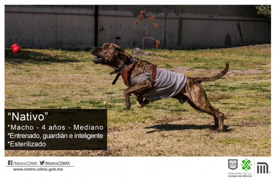 Metro anuncia a dos canes en adopción