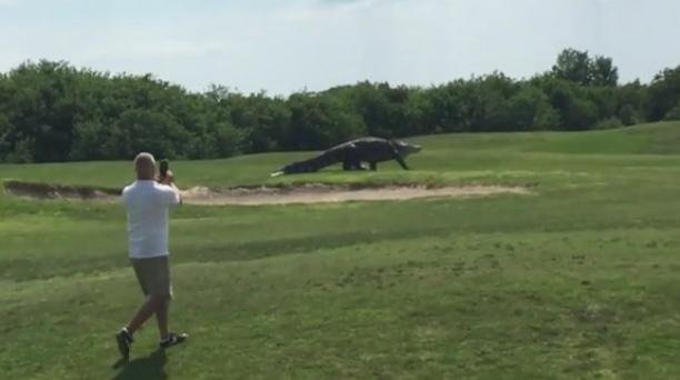Cocodrilo reaparece en campo de golf en Florida