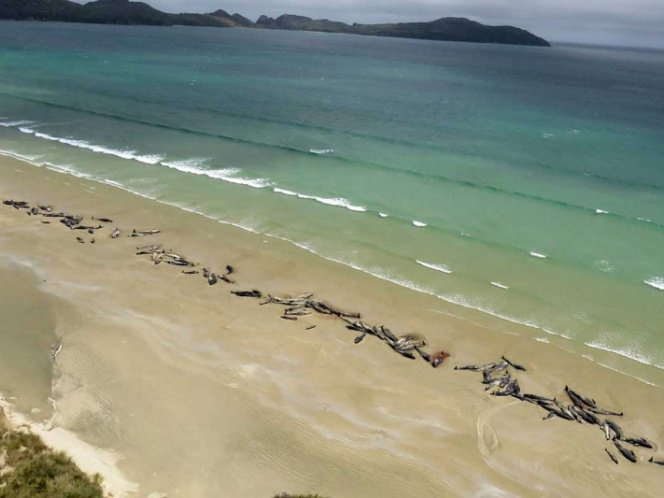 Mueren encalladas alrededor de 150 ballenas en Nueva Zelanda