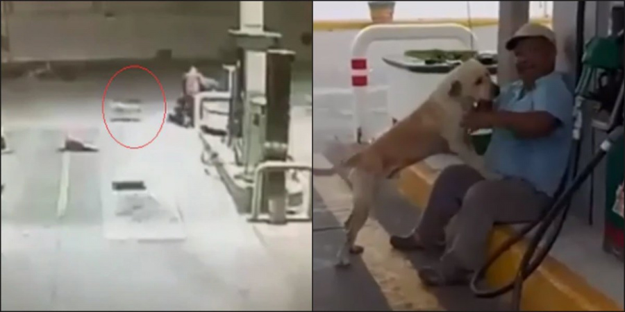 Un perro llamado “Randy” impide asalto a gasolinería en Tamaulipas