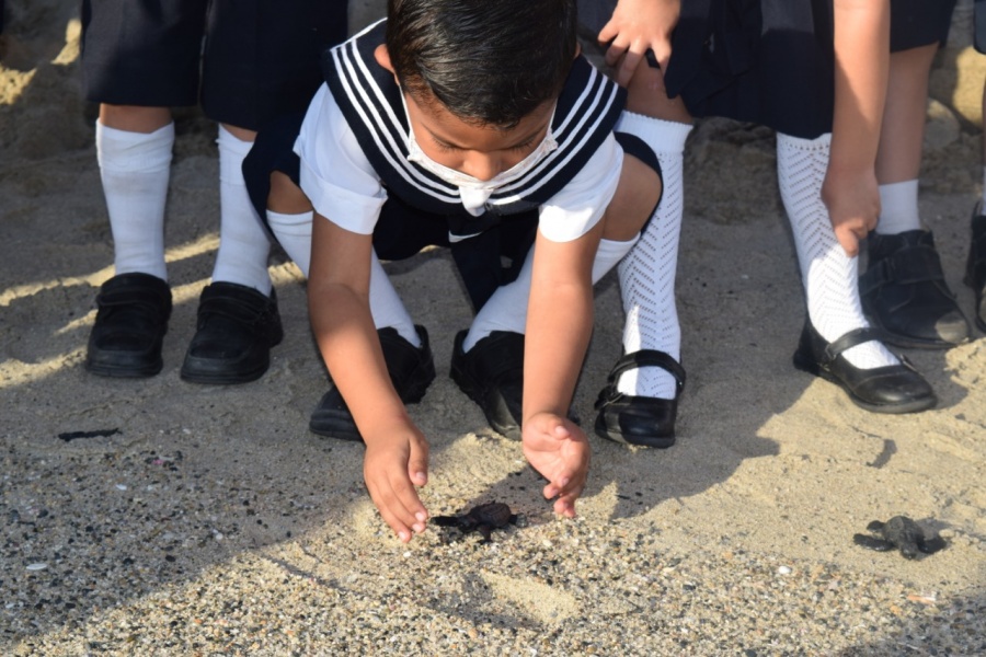 Semar libera tortugas marinas en Salina Cruz, Oaxaca