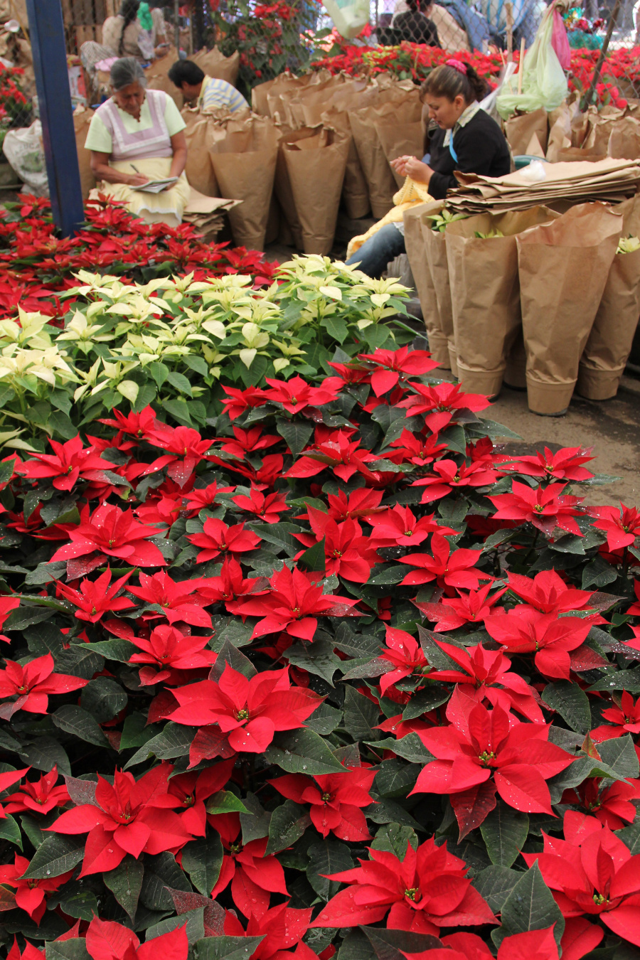 Garantizan abasto de Flor de Nochebuena