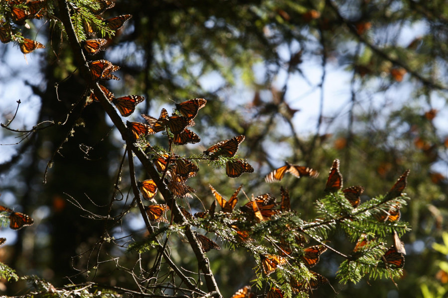 Más de 100 millones de mariposas monarca arribarían a Michoacán