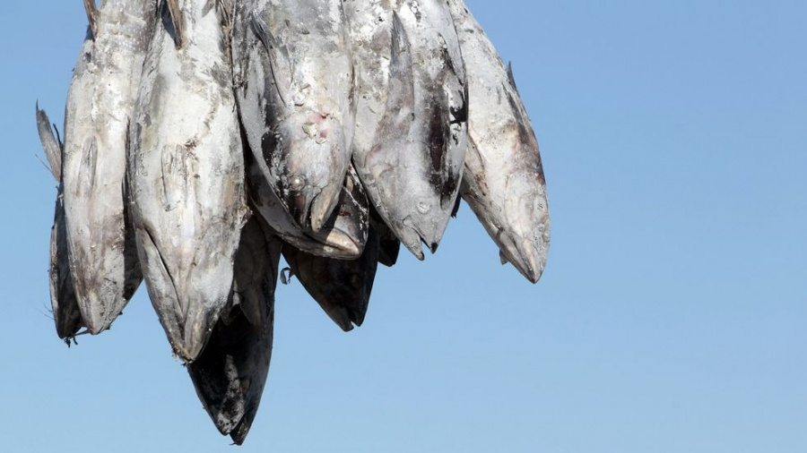 México pierde batalla de 10 años en OMC contra EEUU por etiquetado de atún