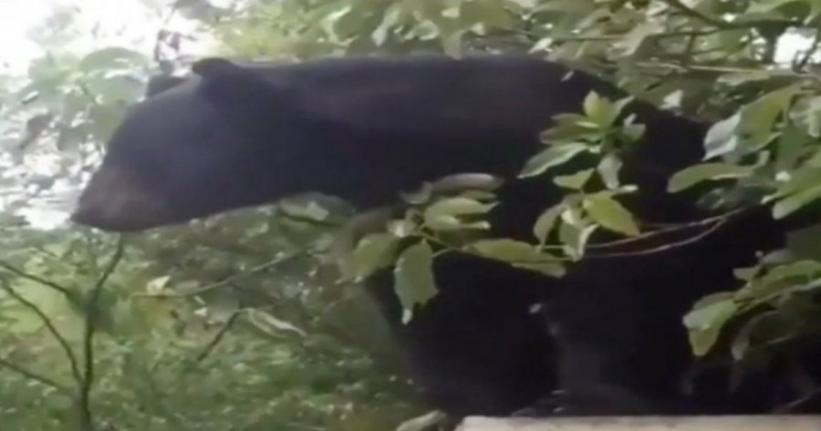 Así fue como un oso sorprendió a la comunidad de la UANL (video)