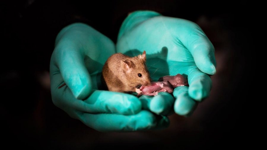 Crean ratones a partir de dos hembras combinando células madre y edición de genes