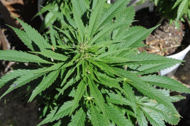 Por primera vez, Colombia exportará cannabis medicinal a Canadá