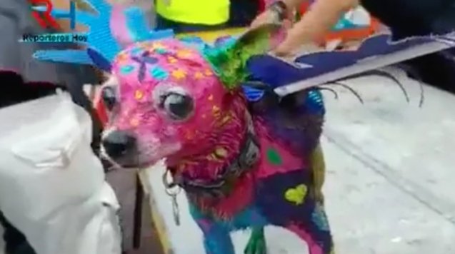 Pinta a su perro como alebrije y genera polémica en redes sociales (video)