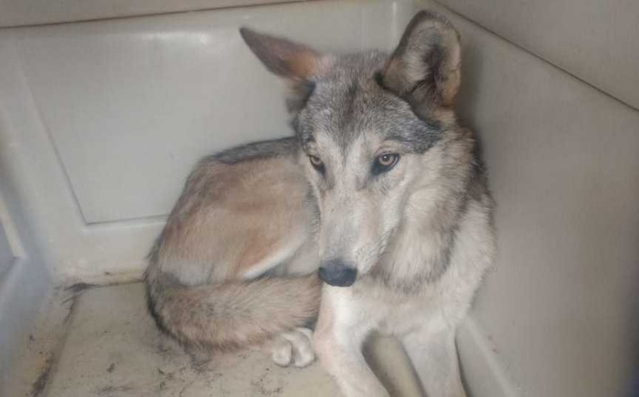 Capturan a lobo suelto en Aragón