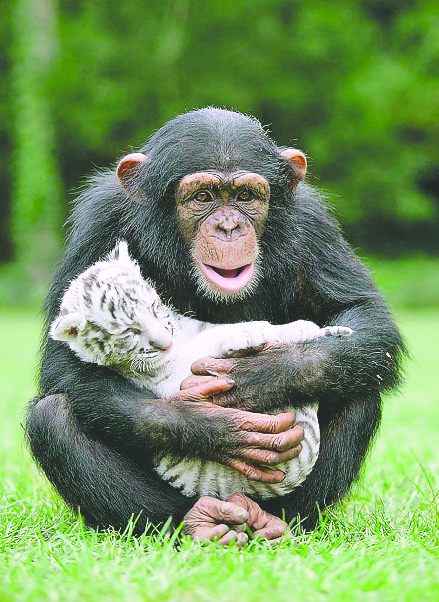 Los animales que vemos
