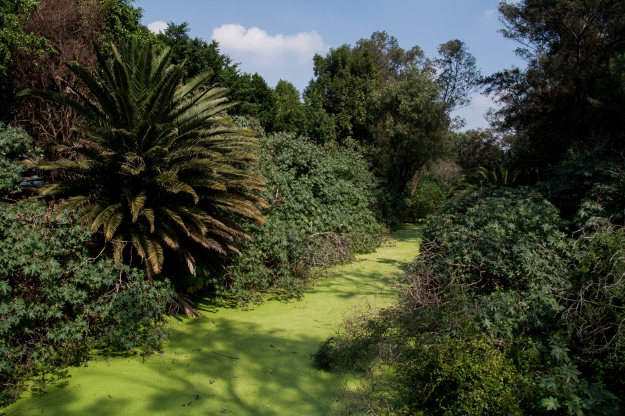 Anuncia Sheinbaum la construcción de 2 parques en Coyoacán