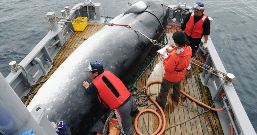 Japón insiste en cazar ballenas, al igual que Noruega e Islandia