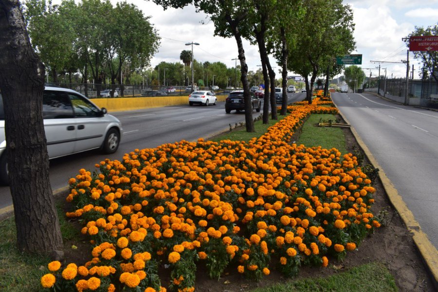 Circuito Interior se viste de amarillo con flor de cempasúchil