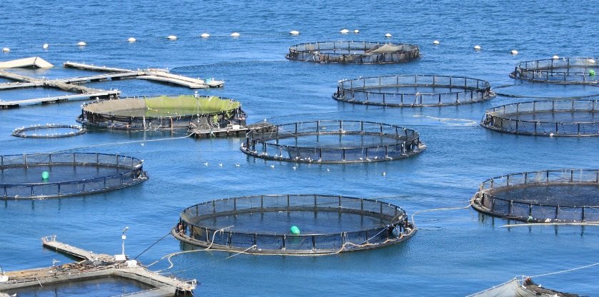 La cría de peces tiene más de 3 mil 500 años practicándose