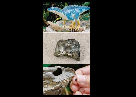 Encuentran fósiles de nueva familia de dinosaurios en Coahuila