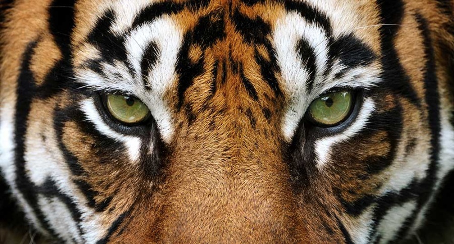 Usuarios reportan presencia de un tigre en el Desierto de los Leones -  ContraRéplica - Noticias